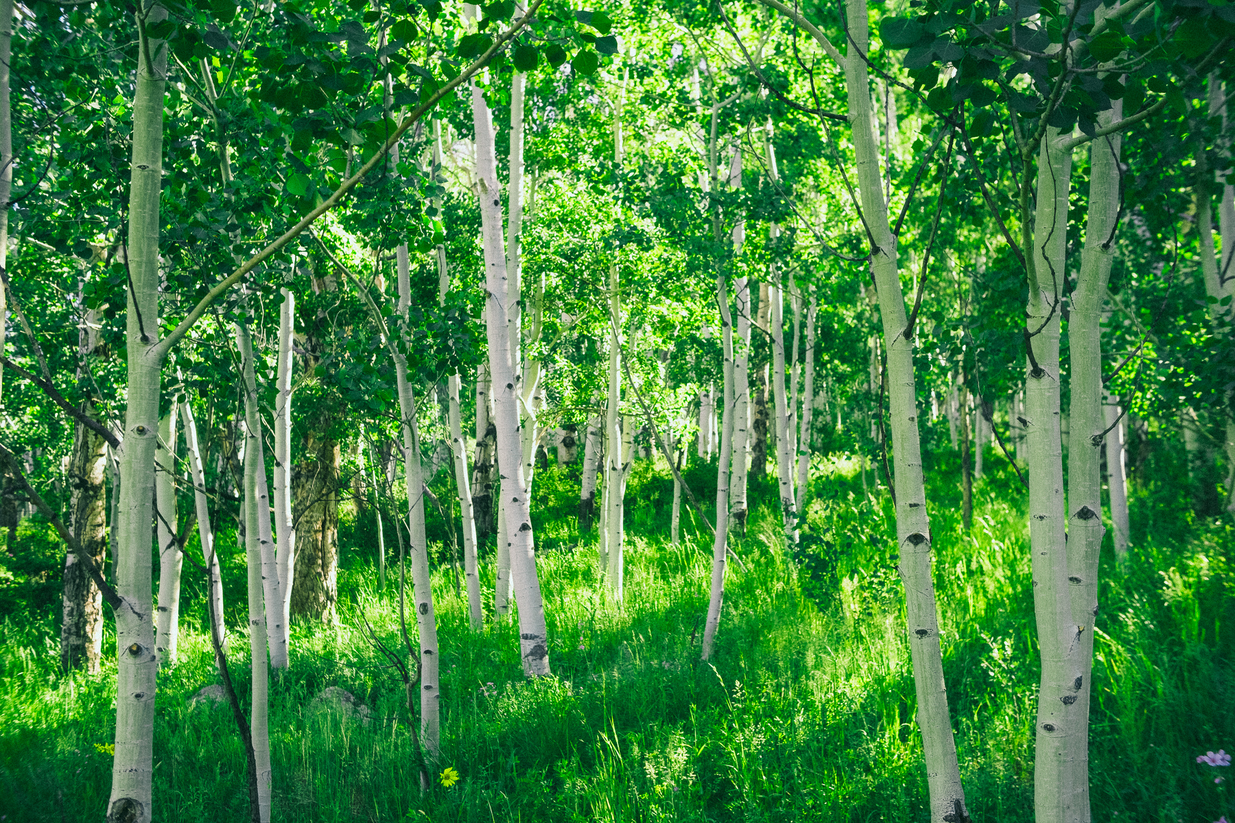 Lush green aspen grove in summer sunlight